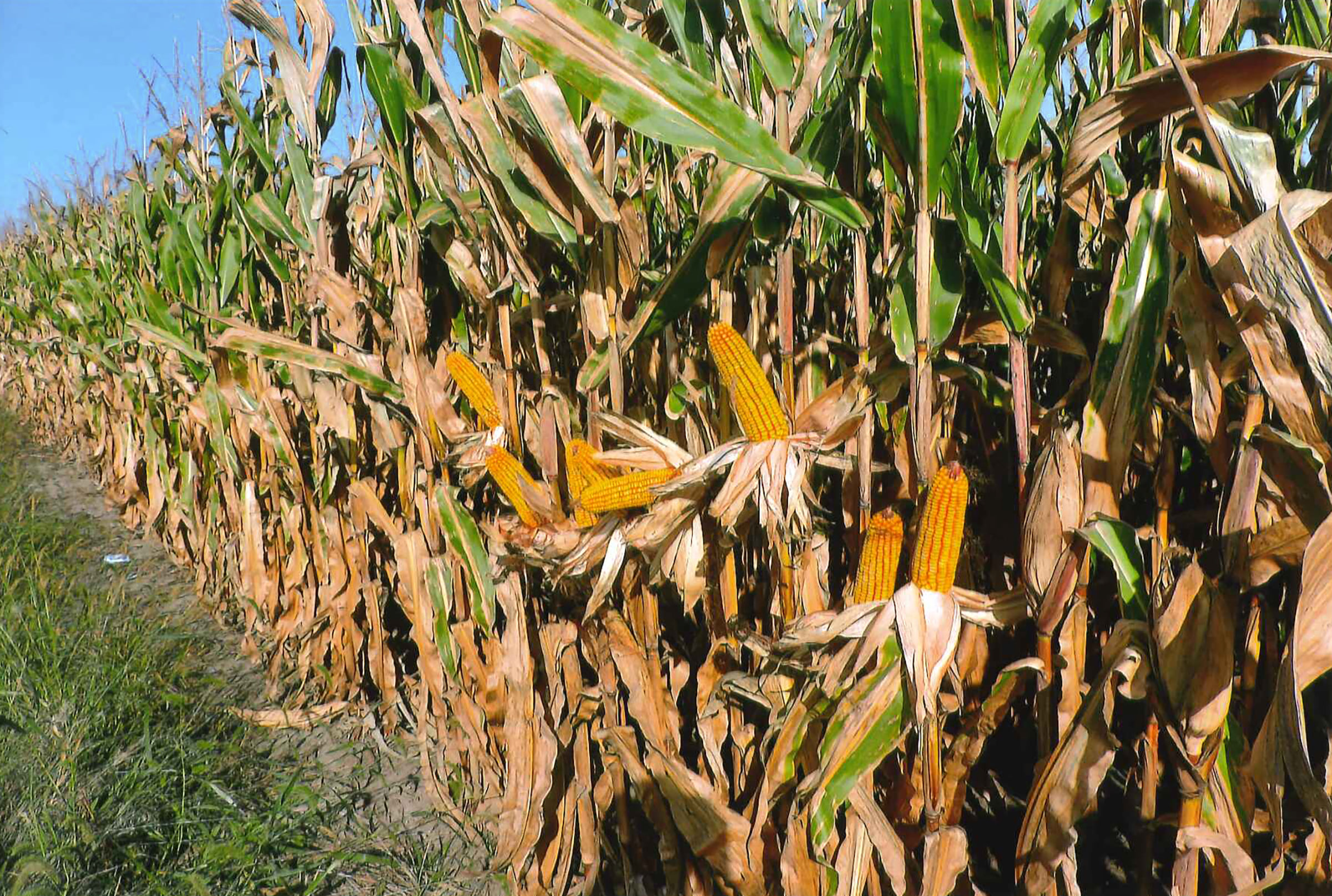 FARMLAND AUCTION LAND AUCTION 135+/ ACRES IN 2 TRACTS IN CASS